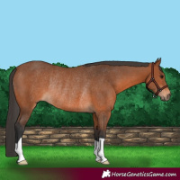 Horse Color:Bay Rabicano 