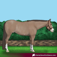 Horse Color:Classic Champagne Rabicano 