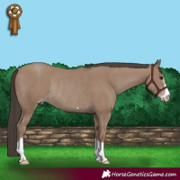 Horse Color:Classic Champagne Rabicano 