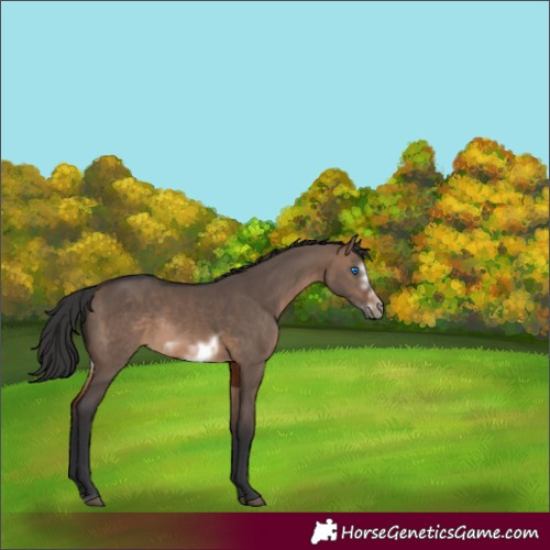 Horse Color:Brown Dun Sabino Frame Rabicano 