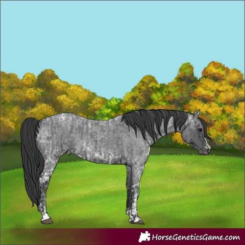 Horse Color:Blue Roan and Blue Ice Roan