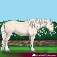Horse Color:Cremello 