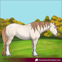 Horse Color:Buckskin Pearl Dun Splash 