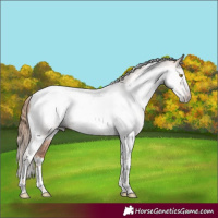 Horse Color:Gray Gold Champagne Roan Tobiano Frame 