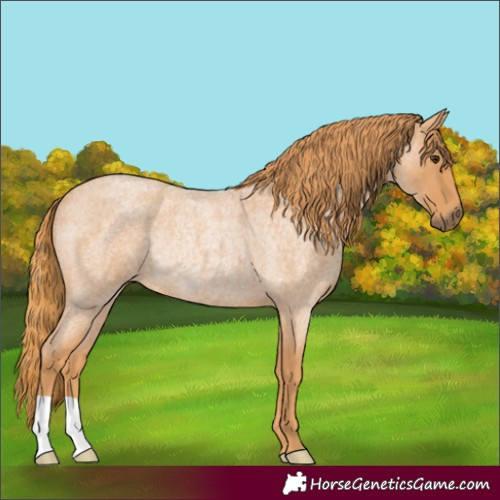 Horse Color:Red Roan Rabicano 