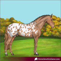Horse Color:Chestnut Appaloosa