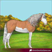 Horse Color:Silver Bay Splash 