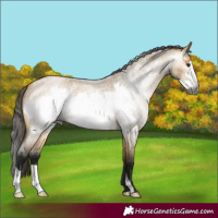 Horse Color:Gray Buckskin Roan Dun Frame