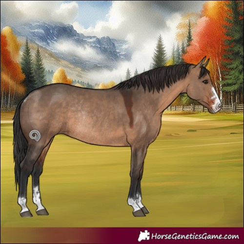 Horse Color:Brown Dun Rabicano 