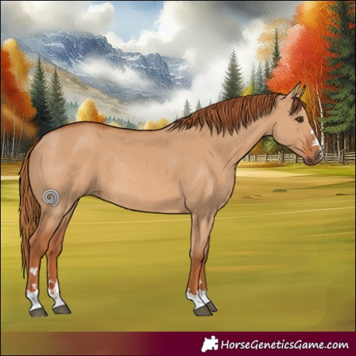 Horse Color:Red Dun Rabicano 