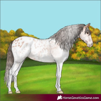 Horse Color:White Spotted Bay Appaloosa 