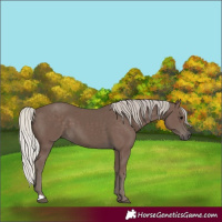 Horse Color:Silver Black 