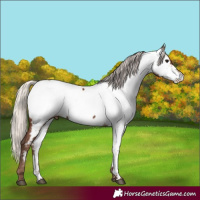 Horse Color:Silver Black Near Fewspot 