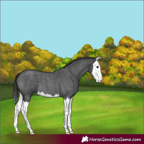 Horse Color:Blue Roan Splash 