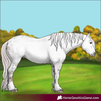 Horse Color:Gray Chocolate Bay Frame Appaloosa 