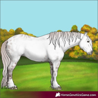 Horse Color:Gray Chocolate Bay Frame Appaloosa 