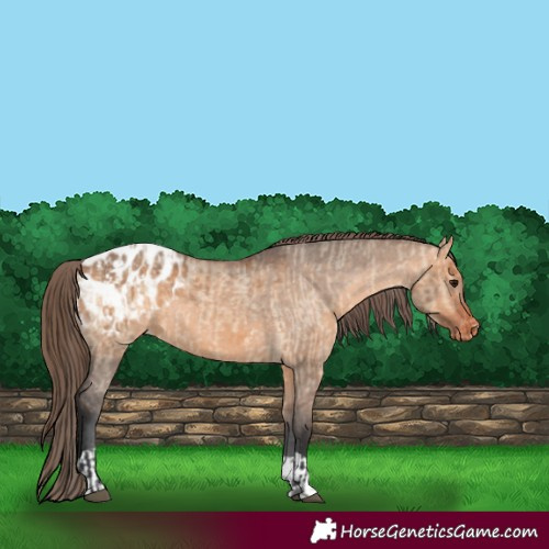 Horse Color:Bay Dun Appaloosa  and Bay Dun Appaloosa 