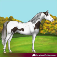 Horse Color:Liver Chestnut Splash Tobiano