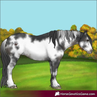 Horse Color:White Spotted Black Sabino Frame 