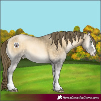 Horse Color:Buckskin Pearl Onyx 