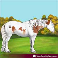 Horse Color:White Spotted Silver Bay Splash Tobiano 