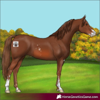 Horse Color:Chestnut Sabino 