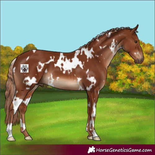 Horse Color:White Spotted Chestnut 
