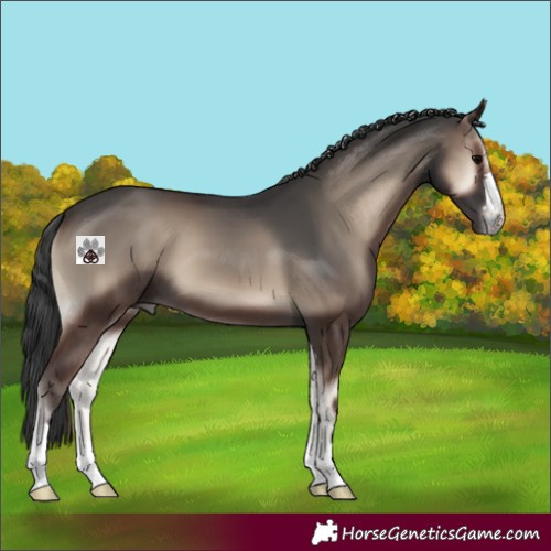 Horse Color:Blue Onyx 