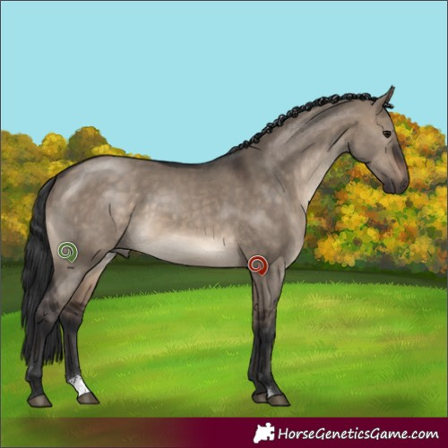 Horse Color:Brown Dun Sabino 