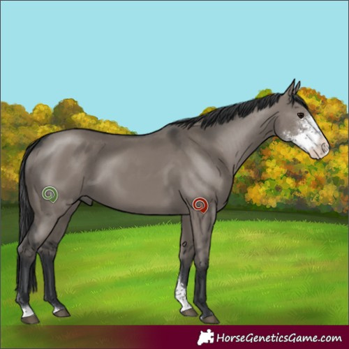 Horse Color:Grullo Sabino 