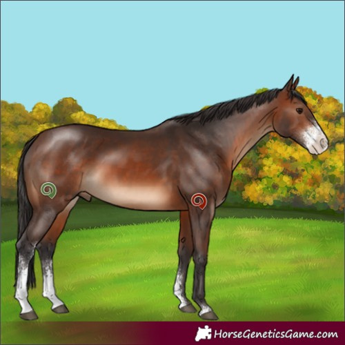 Horse Color:Brown Sabino 