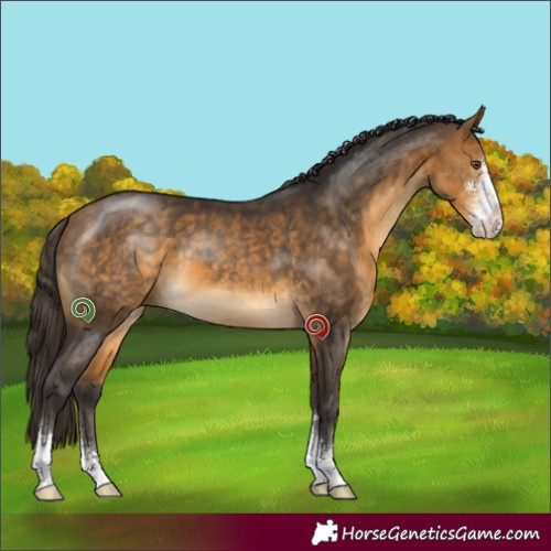 Horse Color:Buckskin Sabino 
