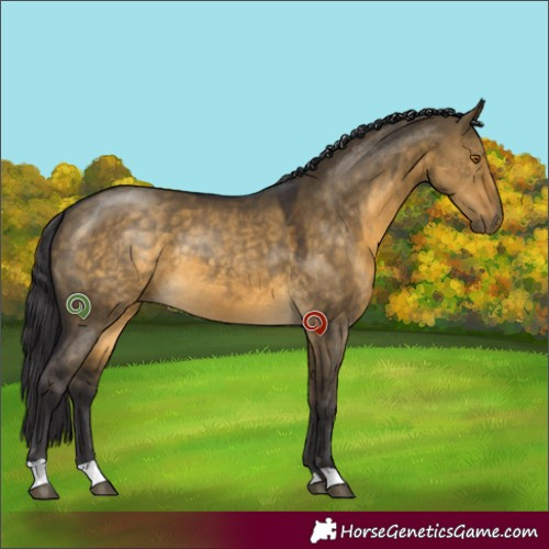 Horse Color:Buckskin Dun 
