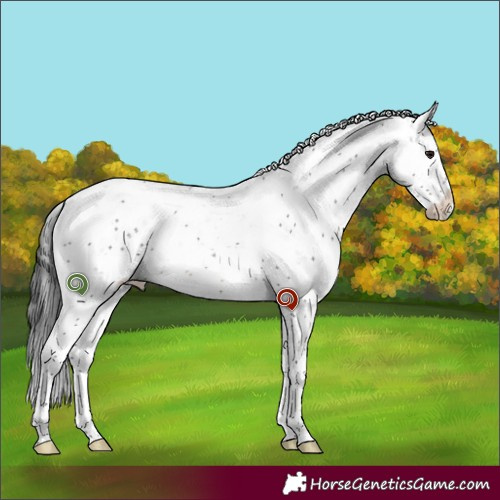 Horse Color:Brown Sabino 