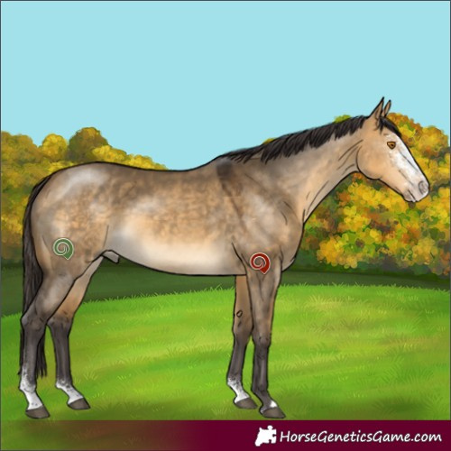 Horse Color:Buckskin Dun Sabino 
