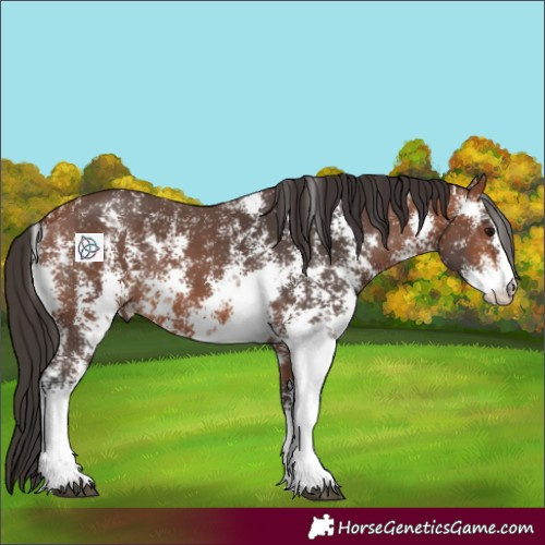 Horse Color:Bay Sabino Rabicano 