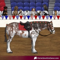 Horse Color:Bay Sabino Rabicano 