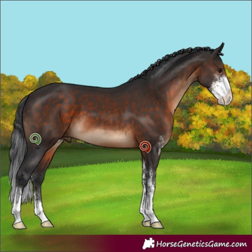 Horse Color:Brown Sabino 