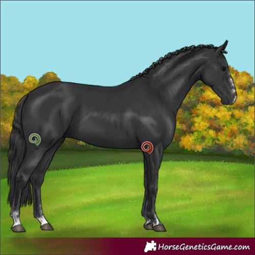 Horse Color:Black 