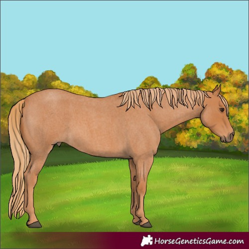 Horse Color:Red Roan 