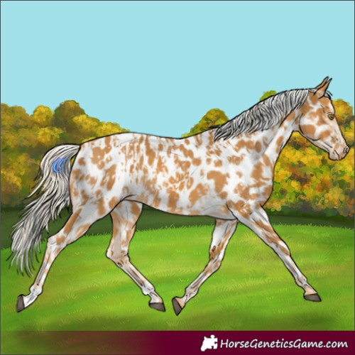 Horse Color:Palomino Near Leopard and Palomino Near Leopard