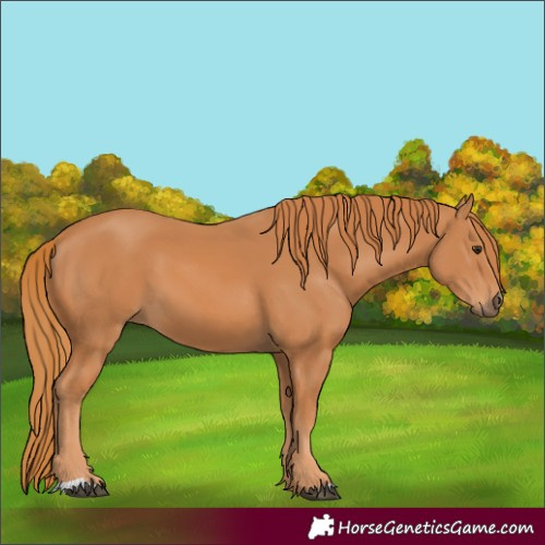 Horse Color:Chestnut 