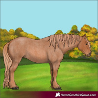 Horse Color:Red Roan