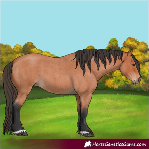Horse Color:Bay Roan 