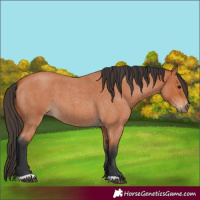 Horse Color:Bay Roan 