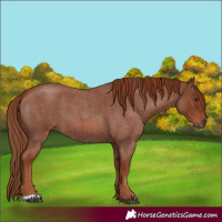 Horse Color:Red Roan 