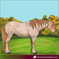 Horse Color:Red Roan 