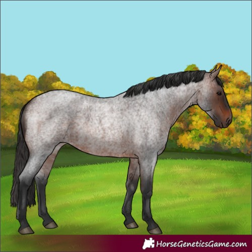 Horse Color:Brown Roan 