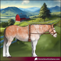 Horse Color:White Spotted Bay Splash and White Spotted Bay Splash