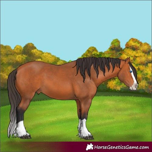 Horse Color:Bay Splash 